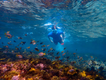 Private Snorkeling Tour of Sydney's Bronte-Coogee Reserve