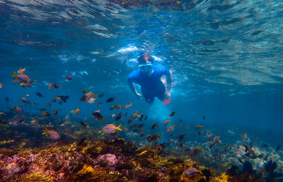 Private Snorkeling Tour of Sydney's Bronte-Coogee Reserve