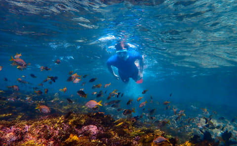 Private Snorkeling Tour of Sydney's Bronte-Coogee Reserve