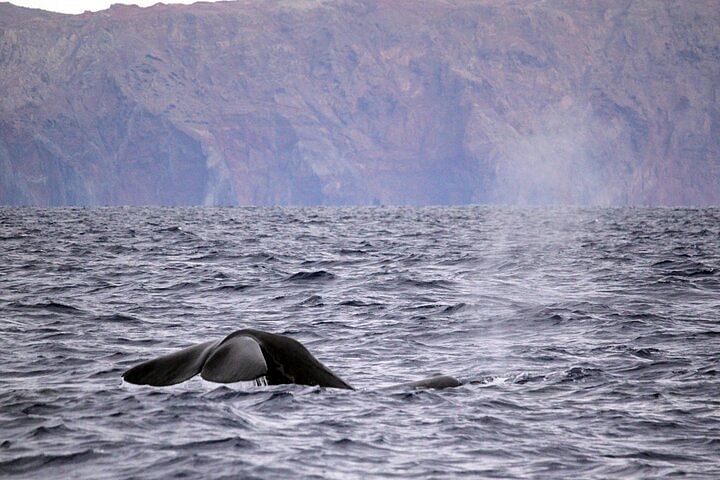 whale dolphins watching tour madeira funchal