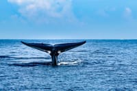 Mirissa Whale Watching Tour From Tangalla 4