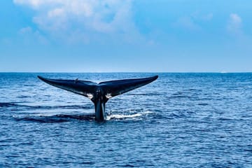 Mirissa Whale Watching Tour From Tangalla