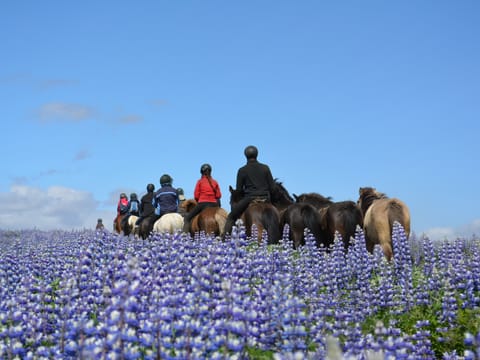 Golden Circle Horseback Riding Tour, photo 3