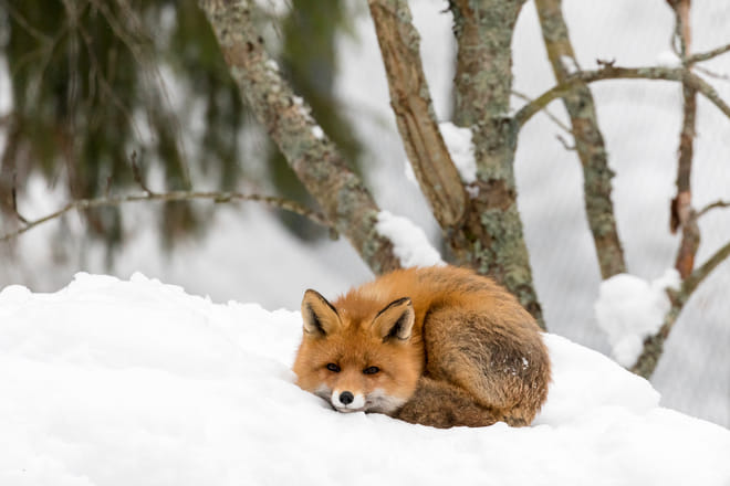 Day tour to Ranua Wildlife Park - Visit the Arctic Animals! photo 6