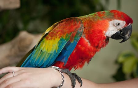 Private Nature Tour of Kuala Lumpur Bird and Butterfly Parks