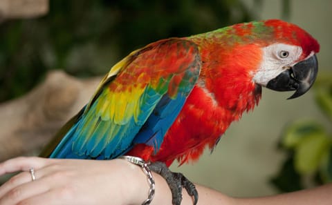 Private Nature Tour of Kuala Lumpur Bird and Butterfly Parks