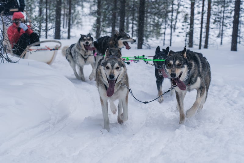 Husky Safari 10 km, photo 14