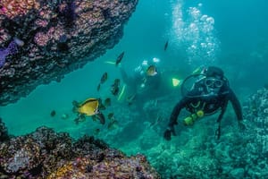 Los Arcos Scuba Dive with a 5-Star PADI Center in Puerto Vallarta