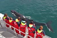 Akureyri Classic Whale Watching 2