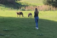 Blue Mountains Hidden Routes: Wild Kangaroos, Windsor & Falls 1