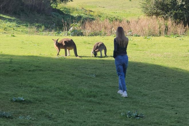 Blue Mountains Hidden Routes: Wild Kangaroos, Windsor & Falls