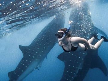 Snorkeling with Whale Sharks in Labuhan Jambu, Sumbawa