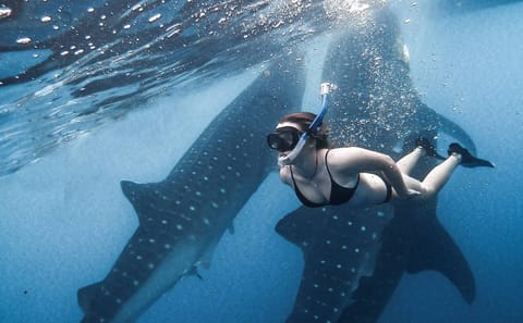 Snorkeling with Whale Sharks in Labuhan Jambu, Sumbawa