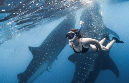 Snorkeling with Whale Sharks in Labuhan Jambu, Sumbawa