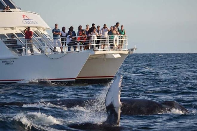 Whale-Watching Sunset Cruise in Los Cabos photo 4