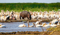 From Arusha: Day Trip to Lake Manyara National Park 4