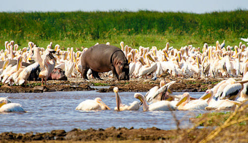 From Arusha: Day Trip to Lake Manyara National Park 4