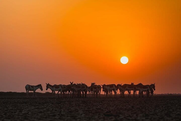 Ahmedabad, Little Rann Of Kutch & Rajkot Tour