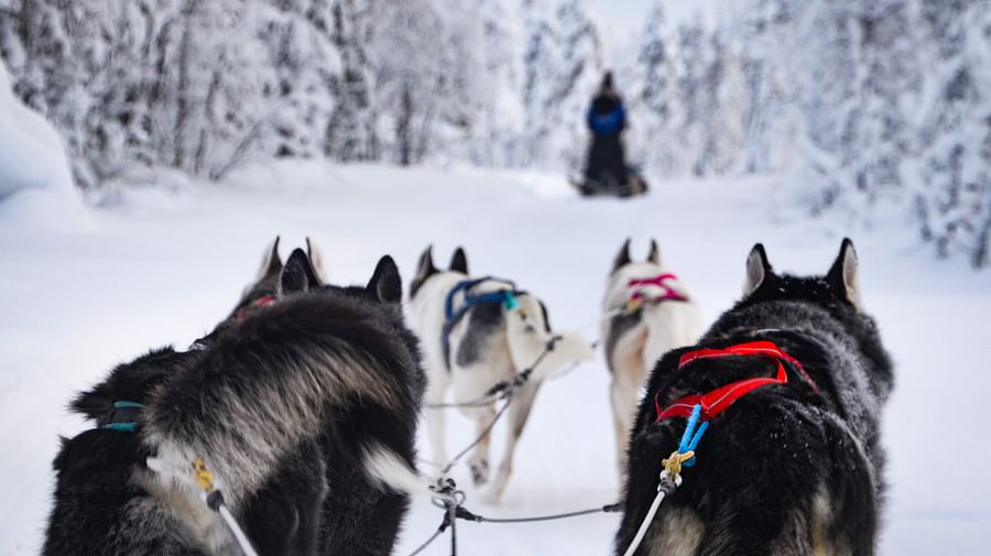 Husky Safari in Rovaniemi