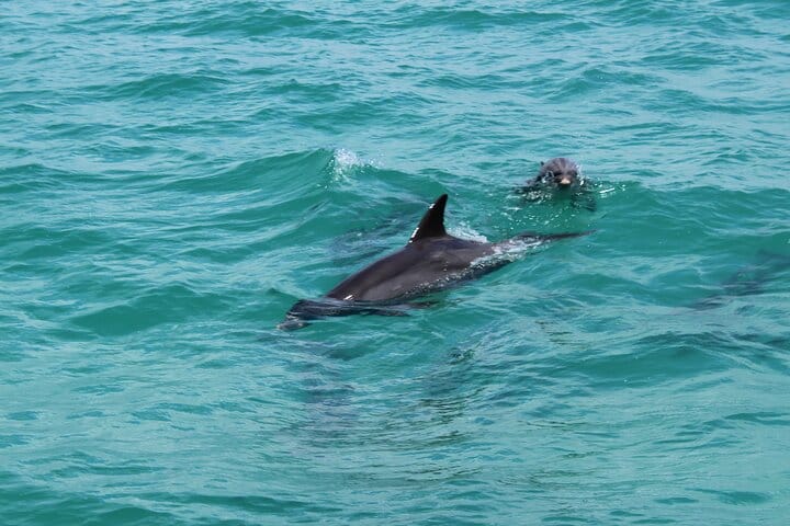 Key West Tours from Miami: Dolphin Discovery, Snorkeling & More ! 6