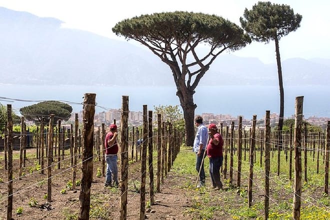 Organic Wine Tasting & Lunch on Vesuvius with Transfer from Naples - Photo 4