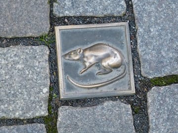 Hameln Guided Walking tour