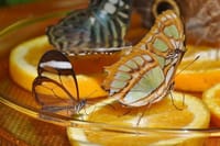  Dubai Butterfly Garden  2