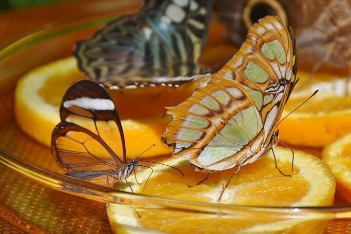 Dubai Butterfly Garden  2