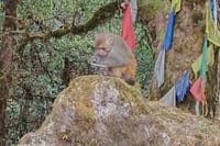 Himalayan Highlights: Chisapani, Nagarkot & Changunarayan Trek 9