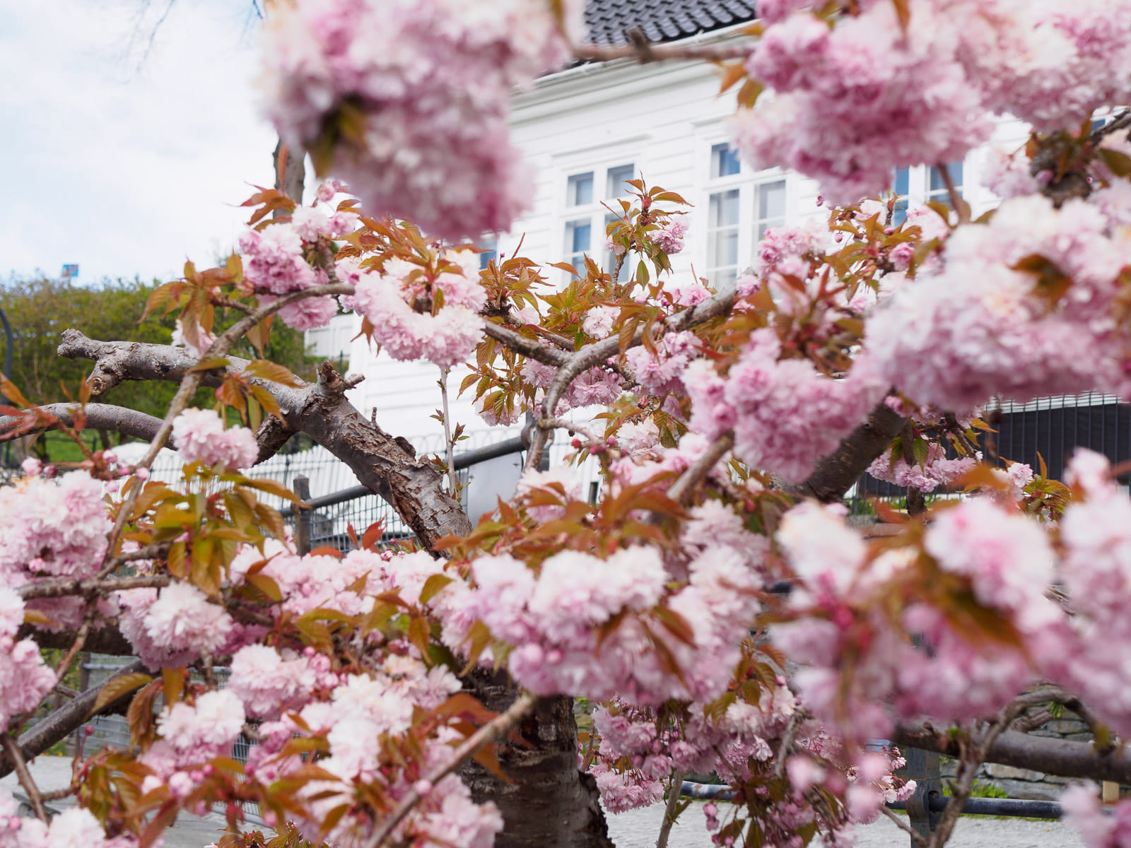 Close-up of blooming cherry blossoms in Bergen, highlighting the small natural details participants learn to notice and photograph.