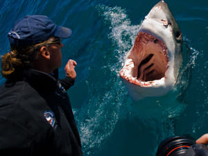 Private Great White Shark Full day Tour