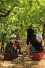 Experience the Minoan grapes at a local vineyard 10