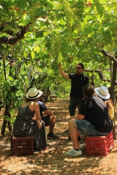 Experience the Minoan grapes at a local vineyard