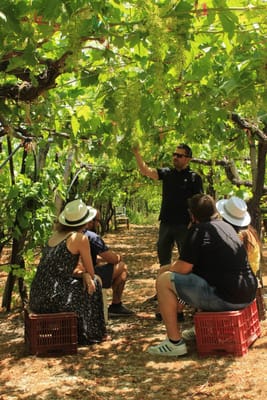 Experience the Minoan grapes at a local vineyard