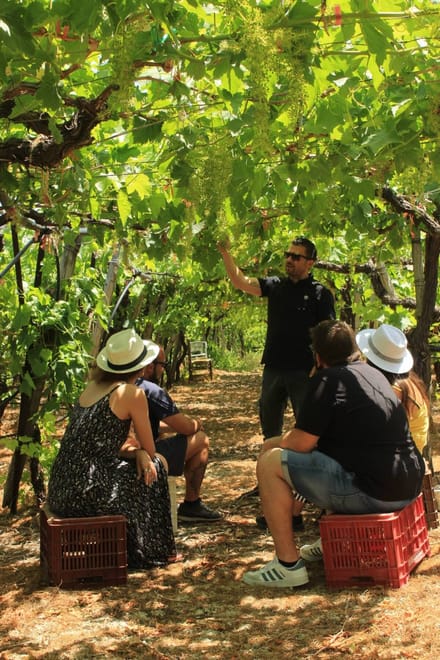 Experience the Minoan grapes at a local vineyard