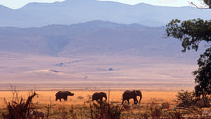Tanzania Family Adventure Safari - 15 Days