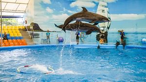 Dolphins Bay Phuket Show 