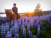 Viking Horses Sleipnir Evening Tour 1