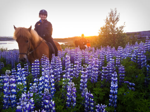 Viking Horses Sleipnir Evening Tour