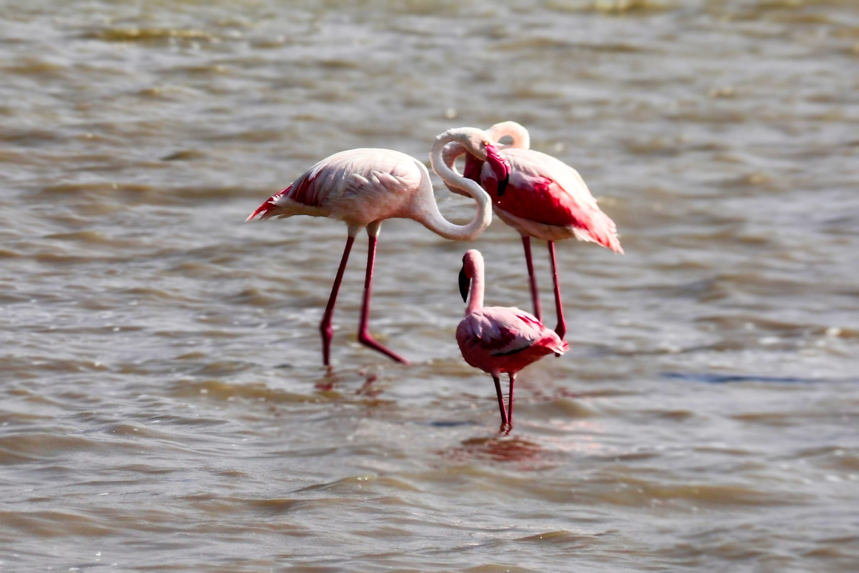 A group of pink flamingos standing in shallow water during a Tanzania safari tour.