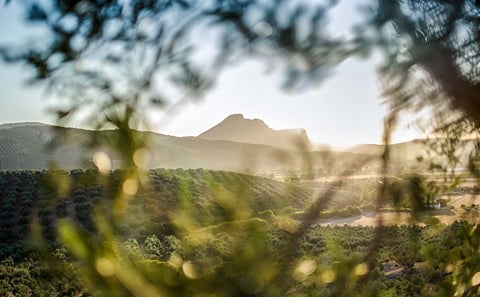 From Malaga: Antequera Heritage and Oil Mill land