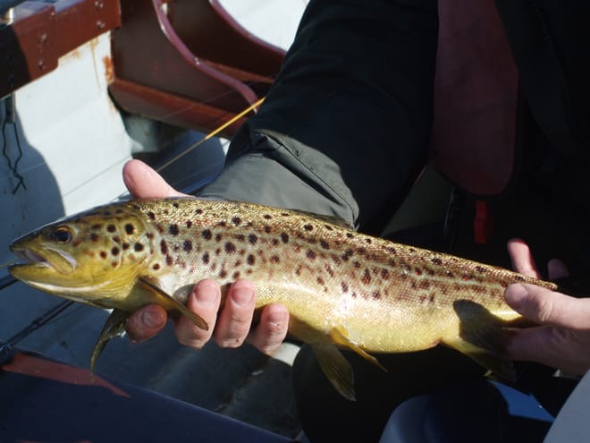 Wild brown trout fishing on Lough Corrib, single fisherman. Galway. Private guided. 5