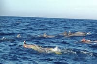 Private Dolphin Watching Experience in Zanzibar  2