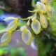 Cloud Forest Orchis treetop view Cloud Forest hanging Bridges tour