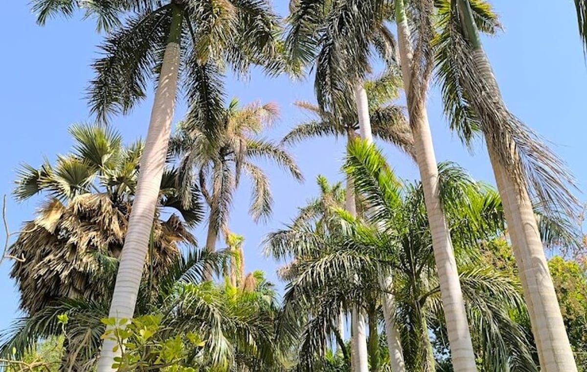 Aswan Private Tour Nobles Tombs and Botanical Island Exploration