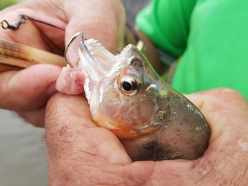 Piranha Fishing and Alligator Watching on the Solimoes River