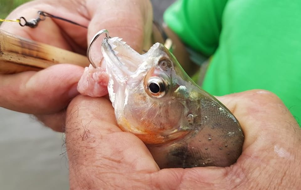 Piranha Fishing and Alligator Watching on the Solimoes River