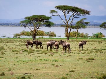 4-Day Budget Safari in Masai Mara and Lake Nakuru, Kenya