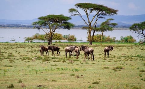 4-Day Budget Safari in Masai Mara and Lake Nakuru, Kenya