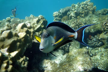 Snorkeling Day Trip at Sataya Reef in Egypt